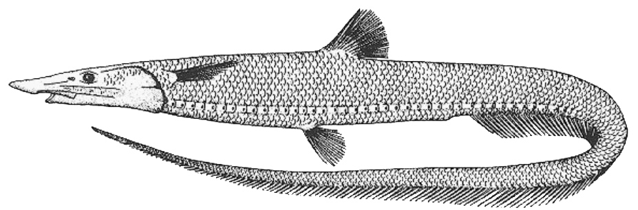 Aldrovandia affinis_01.jpg
